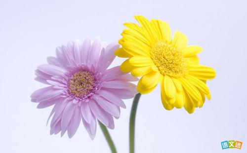 菊花展组成400字