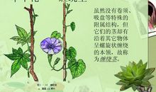 植物发现作文