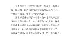 菊花展作文800字