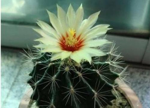 我喜欢花的三年级作文