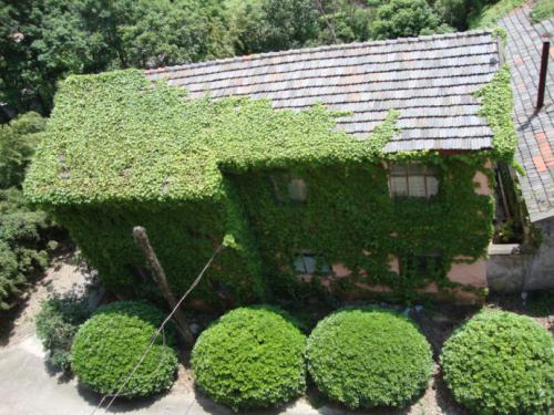 校园一角200个字