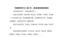 菊花作文100字