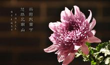 菊花二年级作文