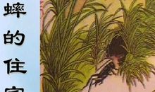 蟋蟀的住宅的读后感