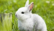 四年级作文动物小狗