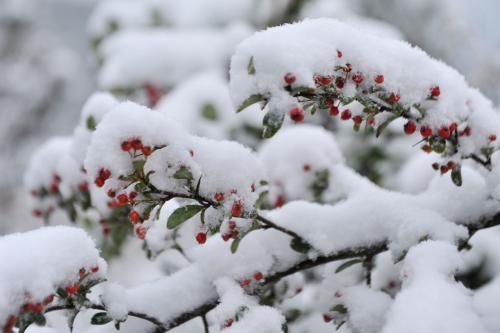 第一场雪的组成
