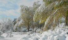 下雪了作文300字