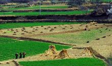 我心中的桃花源600字