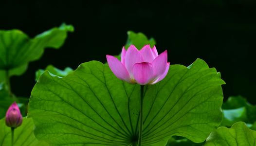 与小树圈中的朋友聊天