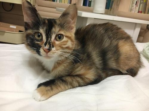 在朋友圈里对猫的搞笑句子