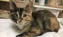 朋友圈晒猫的搞笑句子