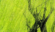 描写句子优美的句子