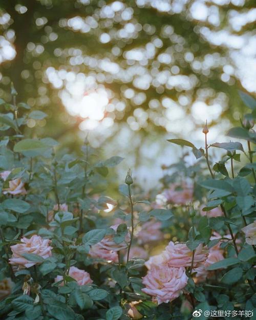 姐妹们聚会的快乐句子姐妹们聚会的快乐句子2