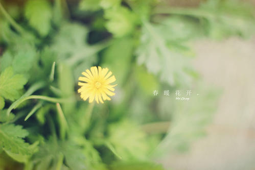 表达幸福和快乐的句子，谈论情绪表达幸福和快乐的经典句子1