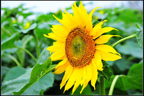 带有快乐心理活动的句子带有快乐心的句子1