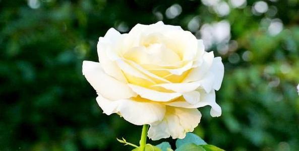 带有快乐的心理活动的句子带有快乐的心的句子