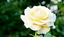 人心理活动开心的句子 描述心里很开心的句子