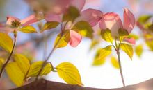 形容人天天开心的句子 每天都要开心的句子