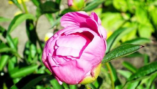 用来描述每天快乐的句子用来每天快乐的句子1