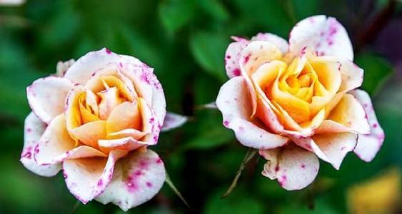 敞开心heart的句子