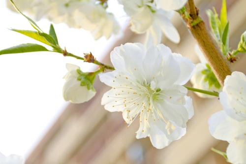 关于坦诚，坦诚，坦诚的句子1