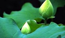 女人感悟人生的日常说说