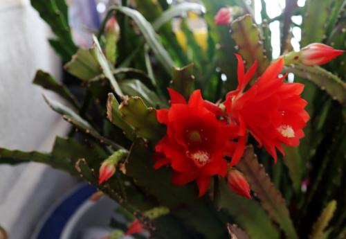 描写灵剑莲的诗