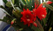 描写令箭荷花的诗句