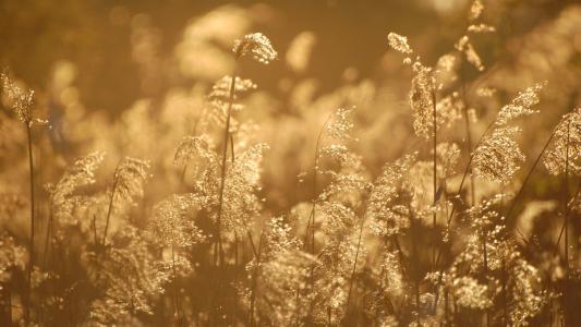 希望我的女人幸福的句子