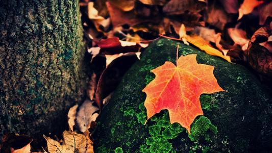 关于想要快乐的人的句子，谈论心情，启发心情，并温暖人心