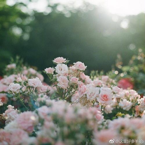 开心回家的简短句子,在一句话中谈论情绪短语,表达回家的快乐心情