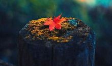 环境描写心情的句子开心 环境衬托好心情的句子