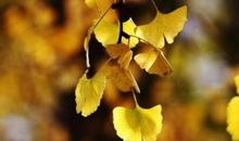 形容开心的句子简短低调 形容自己开心的句子简短