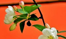 关于开心乐观的句子 积极乐观的人生态度的句子