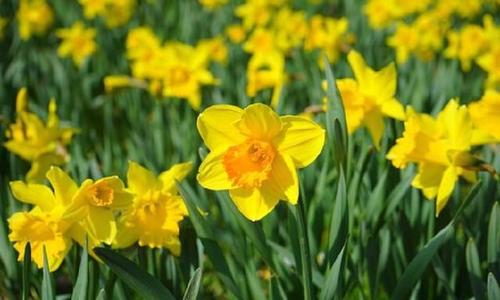 完整收集快乐作文句子，快乐作文结尾