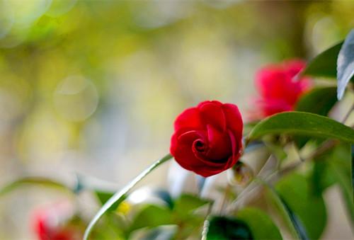 用来描述幸福的句子和单词用来描述幸福的句子和单词1