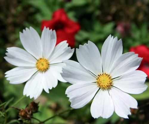 快乐幽默的句子,快乐幽默的句子