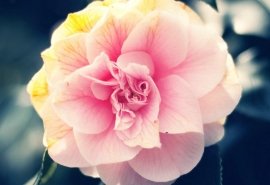 鼓励人们快乐的句子