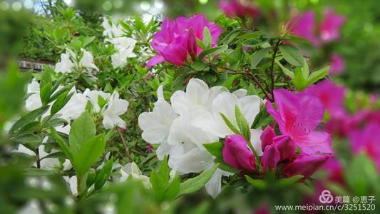 描写杜鹃花的古诗