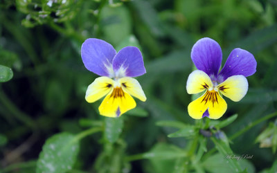 表达人的幸福的句子描述人的幸福的句子1