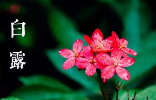 白鹿节气美福大全1