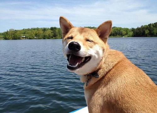 看到狗高兴的句子看到狗高兴的句子1