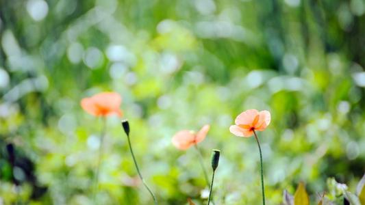 快乐暑假一夏快乐心情一句话2