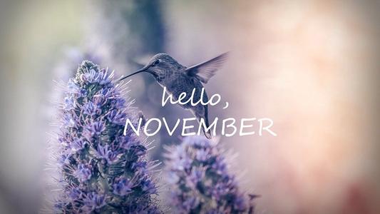 你好，十一月