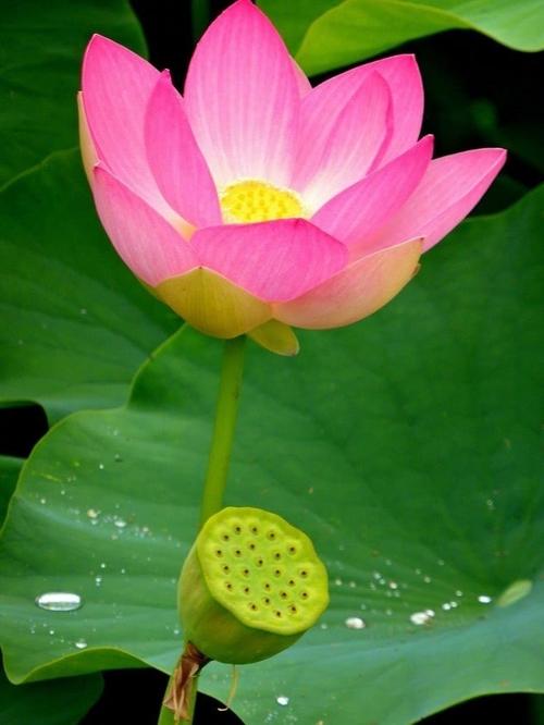 男人成熟的情感句子