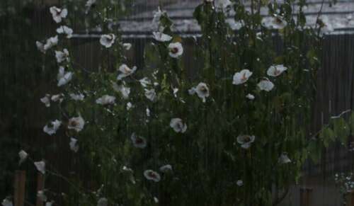 有关悲伤和心痛的句子和语录