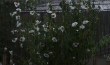 说说伤感到心痛的句子语录