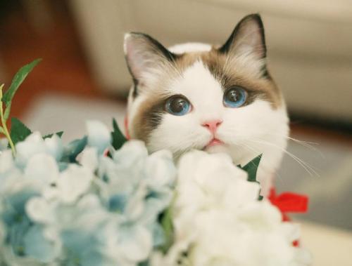 开心饮食的句子