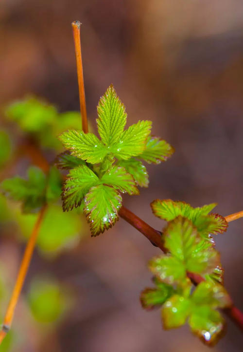 适合在朋友圈中发送春季句子