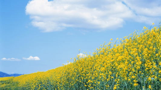 每天快乐的句子每天快乐鸡汤的句子1
